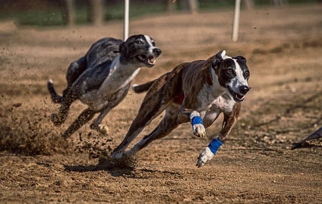 Dogs Guinness World Records